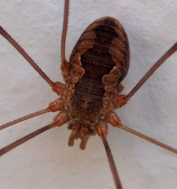 Altro Opiliones Veneto